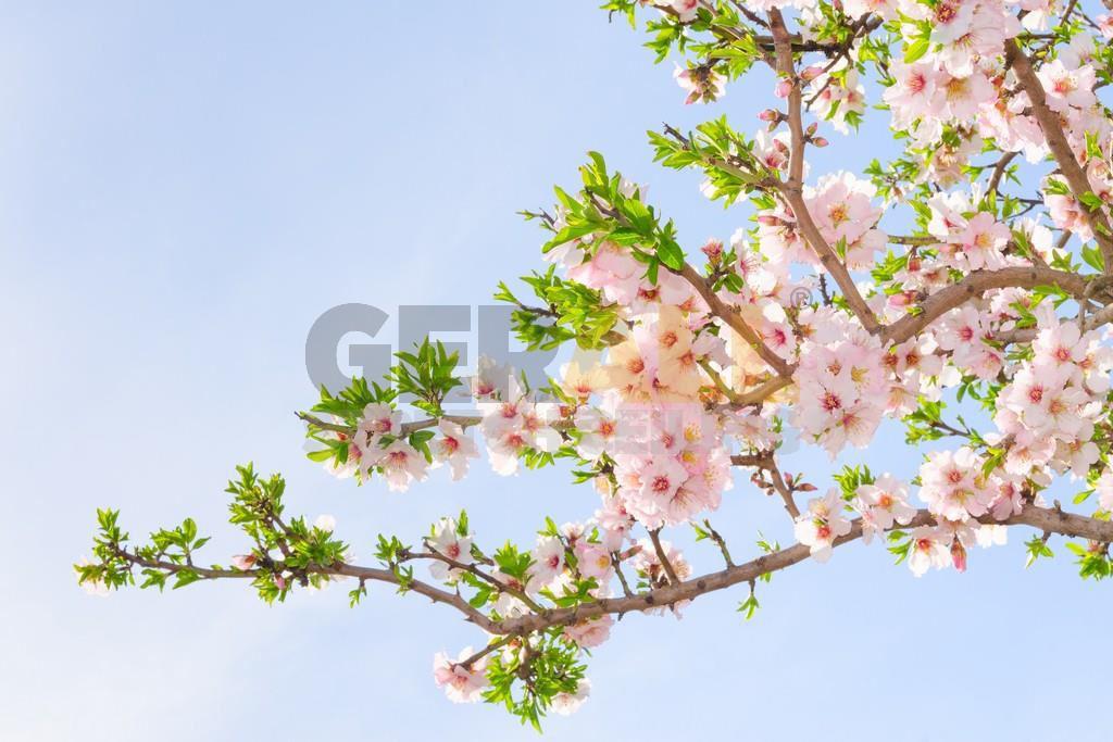 cicekagac_1300179409959