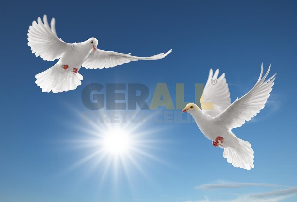 gok_24728083898