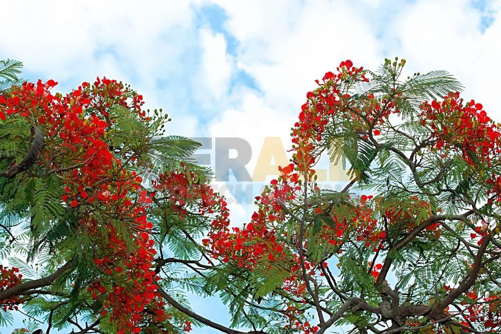 cicekagac_1203141438175