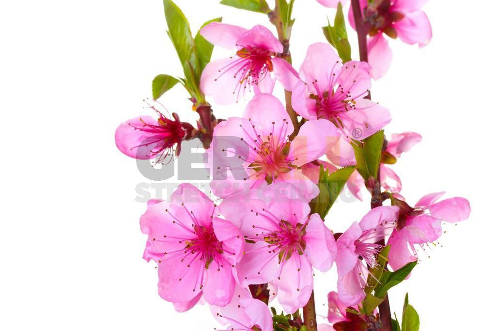 cicekagac_1015101661133
