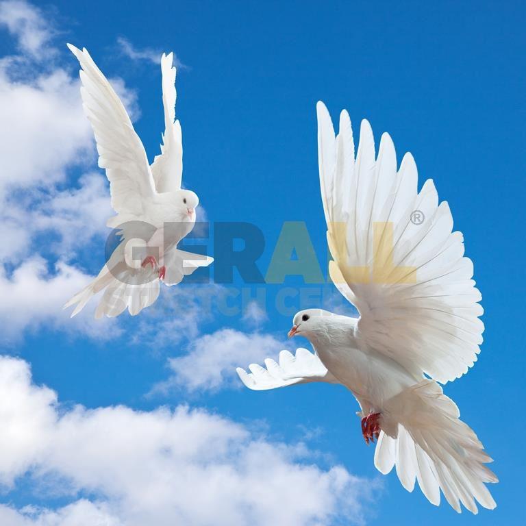 gok_47181711328