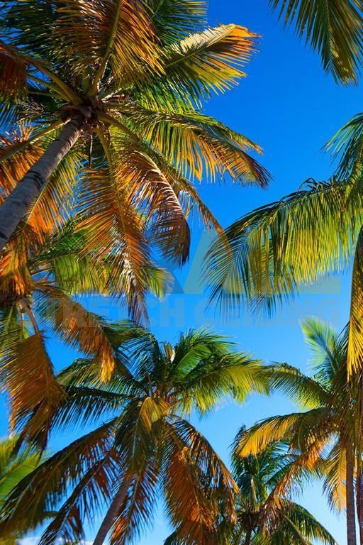 palm_06340278154377