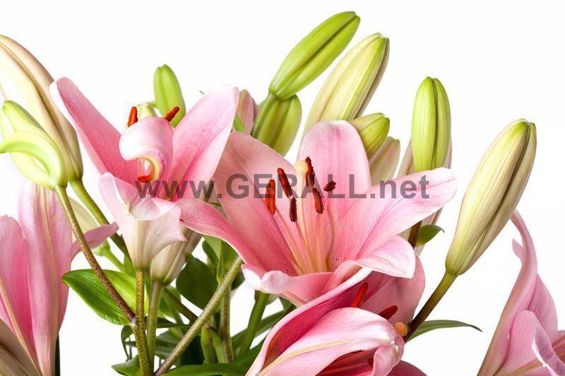 GRL-AVC-289
