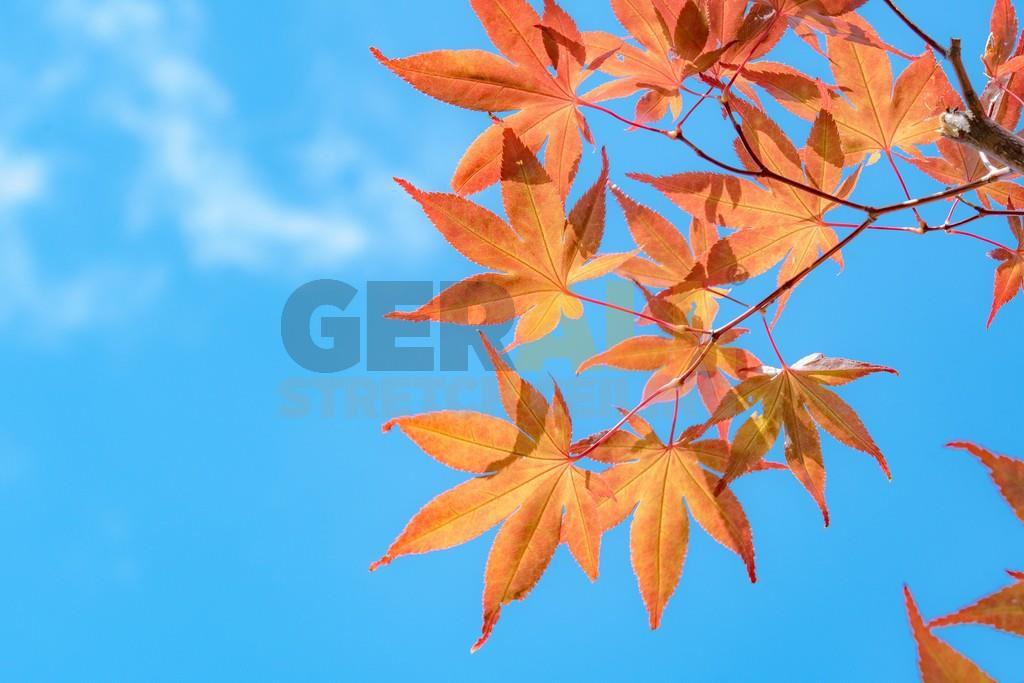 cicekagac_1753507314401