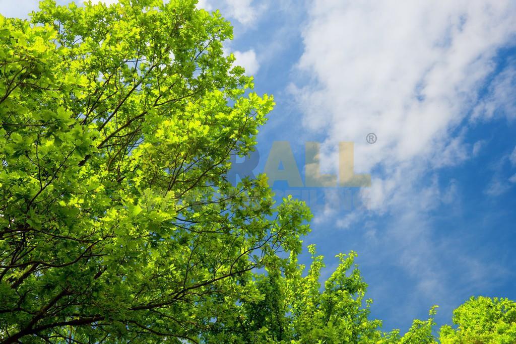 cicekagac_188464814248